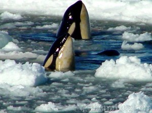 orca14