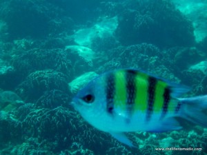 angry fish angry fish