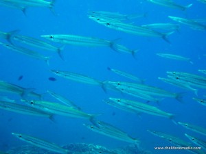 juvenile barracudas a school of juvenile barracudas