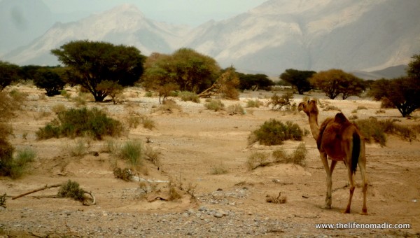 Camel on the road in Oman.