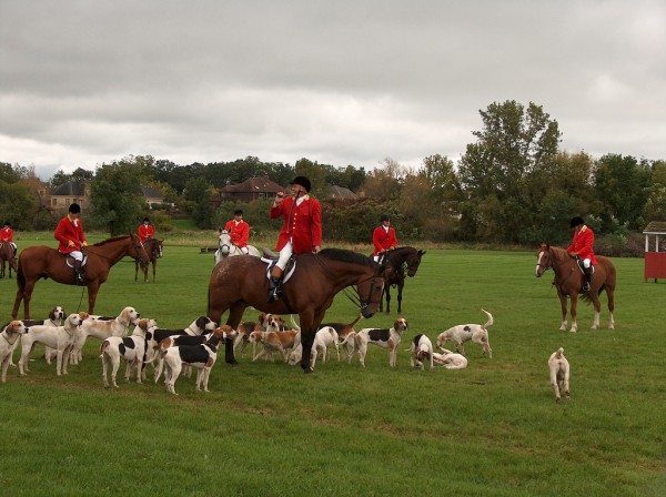 fox hunt