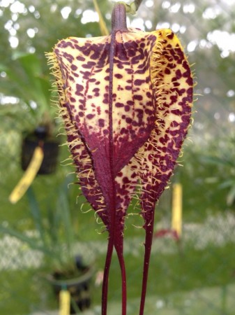 orchid7